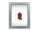 Picture of Aragonite (Shadow Box Mineral) 