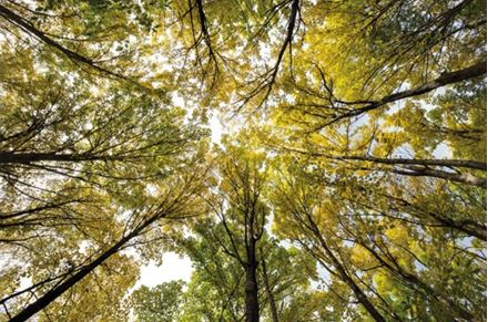 Picture of Autumn Wood