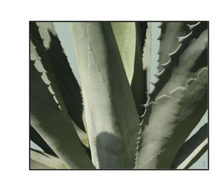 Picture of Agave Triptych II