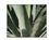 Picture of Agave Triptych II