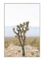 Picture of Joshua Tree I